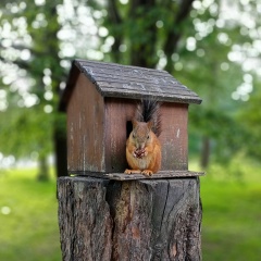 Юлия Ленская, Санкт-Петербург