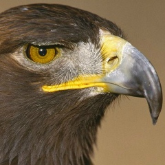 Александр Варякин, 30.05.1977, Харьков