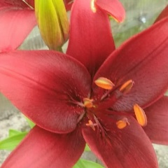 Ольга Анферова