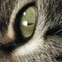 Алина Картаус, 28.03, Выборг