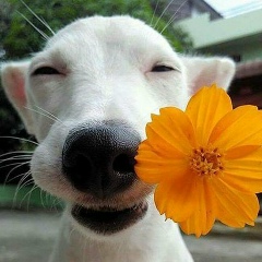 Александра Andreevna, Санкт-Петербург