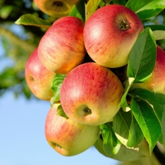 Алма Дукені, Ушарал