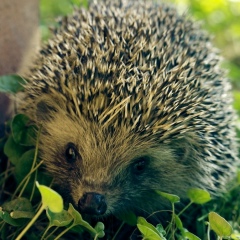 Файлак Микаелян, 03.04.1991