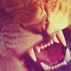 Аскер Хоконов, 29.04