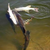 Валентин Станіславчук, Киев