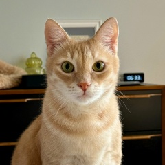 Дима Без, Одинцово