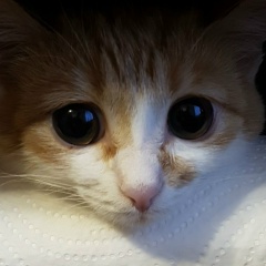 Алексей Сергеев, 20.06.1990, Москва