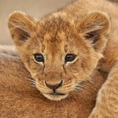 Татьяна Гирштейн, 25.11.1985, Днепр (Днепропетровск)