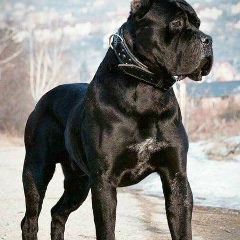 Раван Рзаев, 24.01, Баку