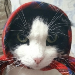 Ильдар Агеев, Орск