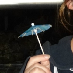 София Павлова, 17.03, Санкт-Петербург