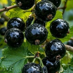 Ирина Панина, Рязань