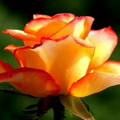 Елена Иванченкова, 02.07.1978, Киев