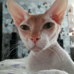 Ванька Руки-Ножницы, 14.08, Санкт-Петербург