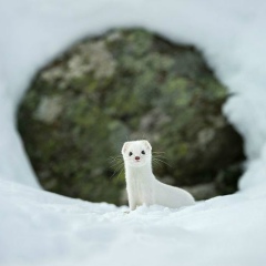 Леха Хан, 15.06.1905