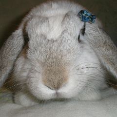 Оля Уліцька, 14.06