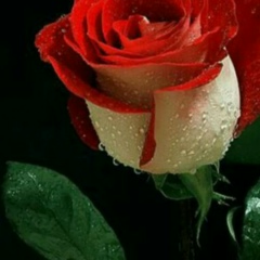 Дамехан Тобышева, 30.03.1981, Актобе