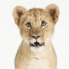 Шамиль Тагиров, 27.04.1987, Москва