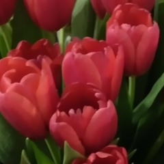 Наташа Цай, 25.05.1976