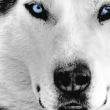 Андрей Патраника, 18.04, Атаки