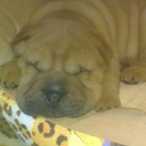 Hitsugaya Toushirou, 06.04.1987, Тернополь