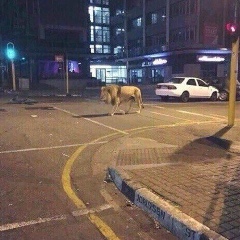 Мовсар Гапаев, Волжский