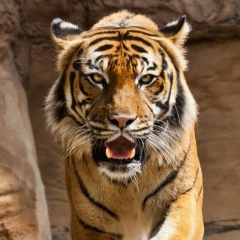 Александр Весельский, 03.12, Желтые Воды