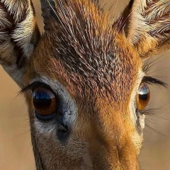 Сергей Панфилов, 01.06.1921, Севастополь