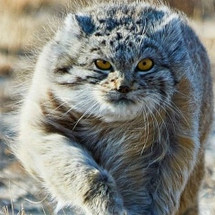 Алина Монстр, 01.03, Ульяновск