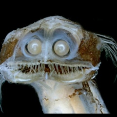 Александр Шишкин, 11.06.1985, Санкт-Петербург