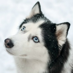 Павел Пак, 06.12, Санкт-Петербург