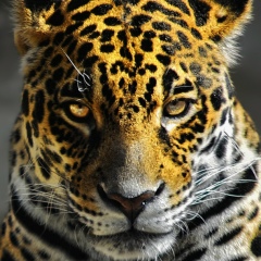 Дмитрий Бареев, 28.12, Кочево