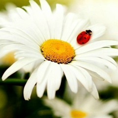 Ольга Шевелькова, 28.09, Волжск