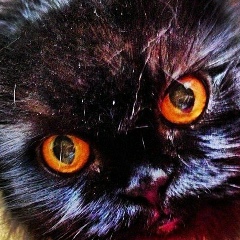 Надежда Коренькова, 11.01, Москва