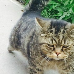 Жареный Фру, 22.06, Самара