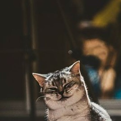 Вова Кот, Киев