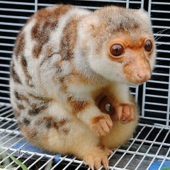 Maks Skorpion, 05.11.1983, Днепр (Днепропетровск)