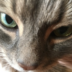 Станислав Григоров, 17.01