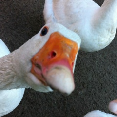 Дмитрий Алексин, 25.12, Санкт-Петербург