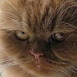 Инна Романова, Санкт-Петербург