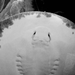 Павло Зусько, 03.06.1987, Луцк