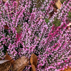 Мария Гущина, 17.04.1984, Санкт-Петербург