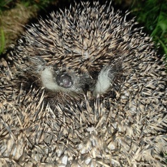 Алексей Алексеев, 15.03.1902, Санкт-Петербург