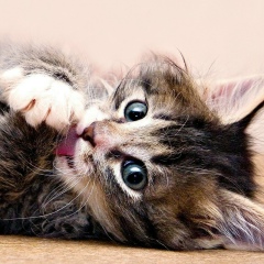 Виталий Дуров, Санкт-Петербург