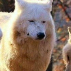 Андрей Волчков, 19.01, Кишинев