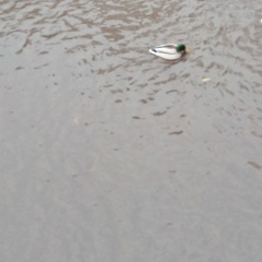 Татьяна , 03.06, Петрозаводск