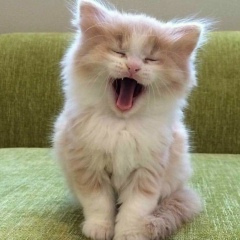 Александр Реймерс, Челябинск