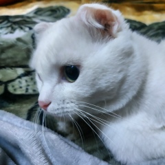 Анель Азимова