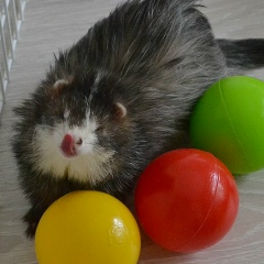 Елена Борисова, 14.02, Ростов-на-Дону