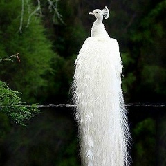 Венера Бисенова, 07.12